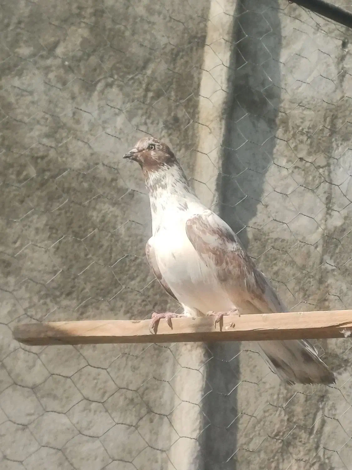 نر گرگی غریب گیری|پرنده|شهریار, شهریار|دیوار