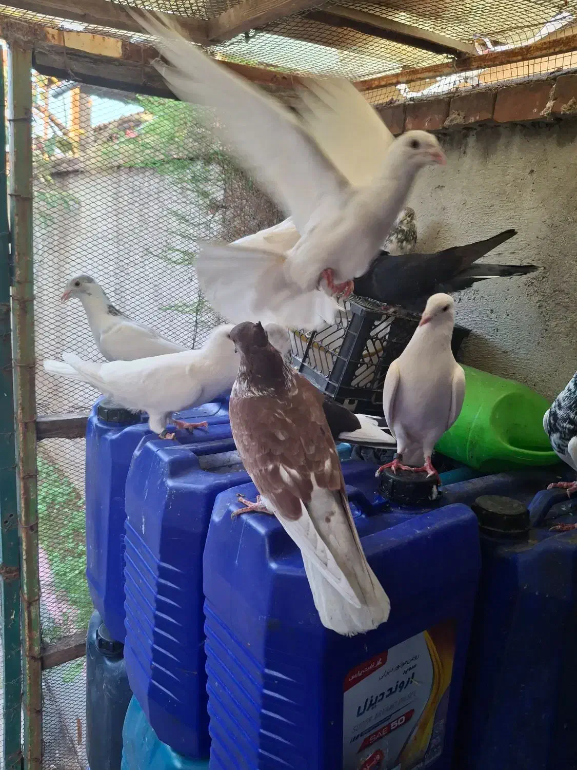 کبوتران قشنگ|پرنده|قائمشهر, |دیوار