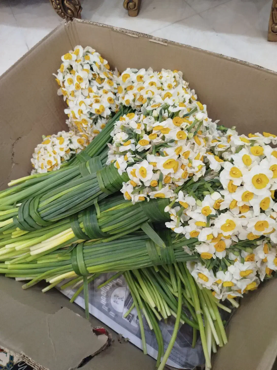 نرگس|گل و گیاه طبیعی|قائمشهر, |دیوار