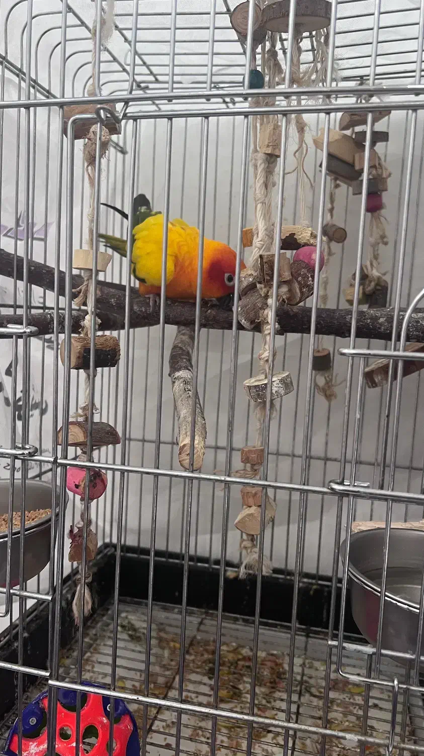 طوطی خورشیدی|پرنده|شهریار, شهرک وائین|دیوار