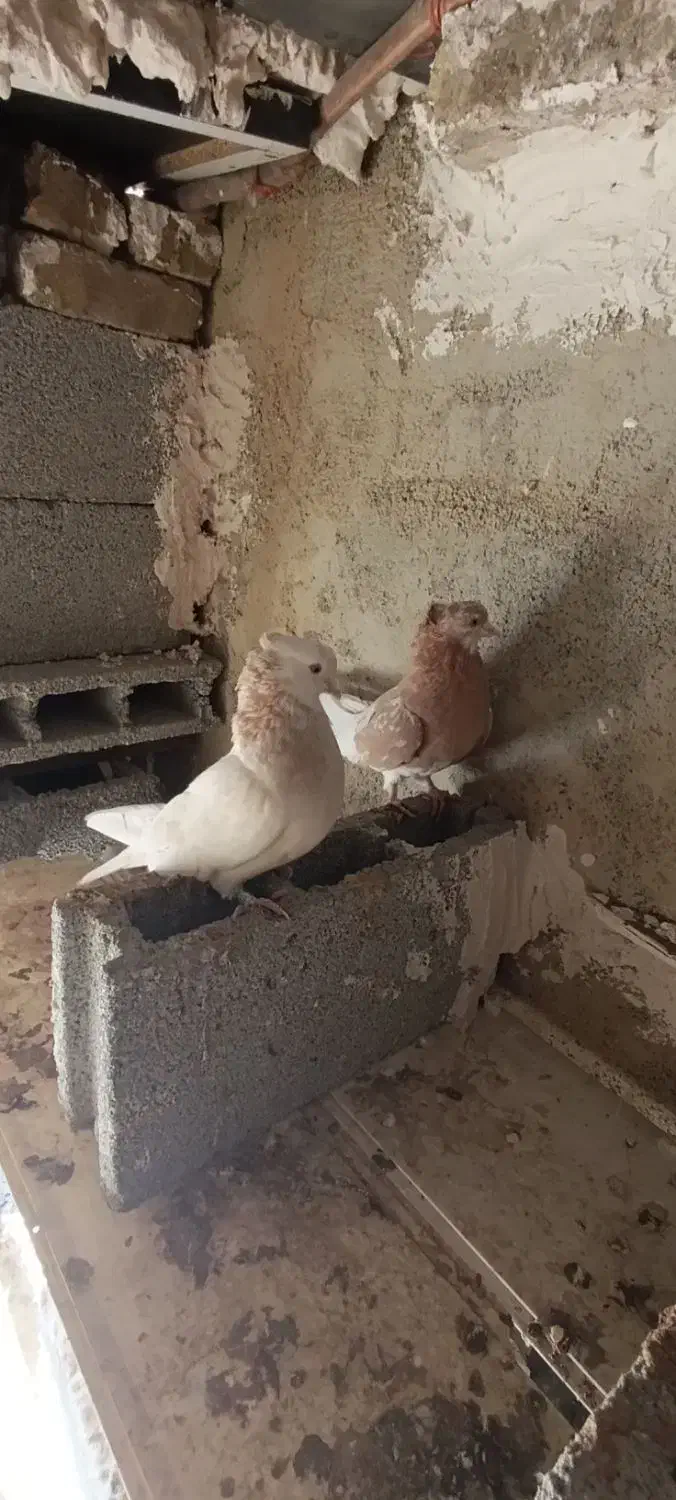 فروش یک جفت ماده زرد|پرنده|اشنویه, |دیوار