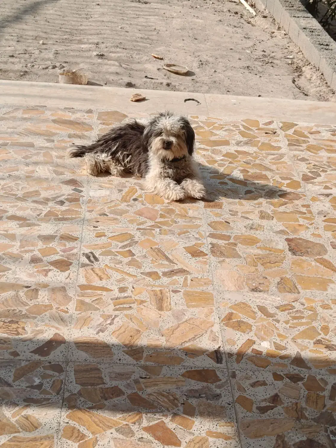 سگ شیتزو|سگ|شهریار, کردزار|دیوار