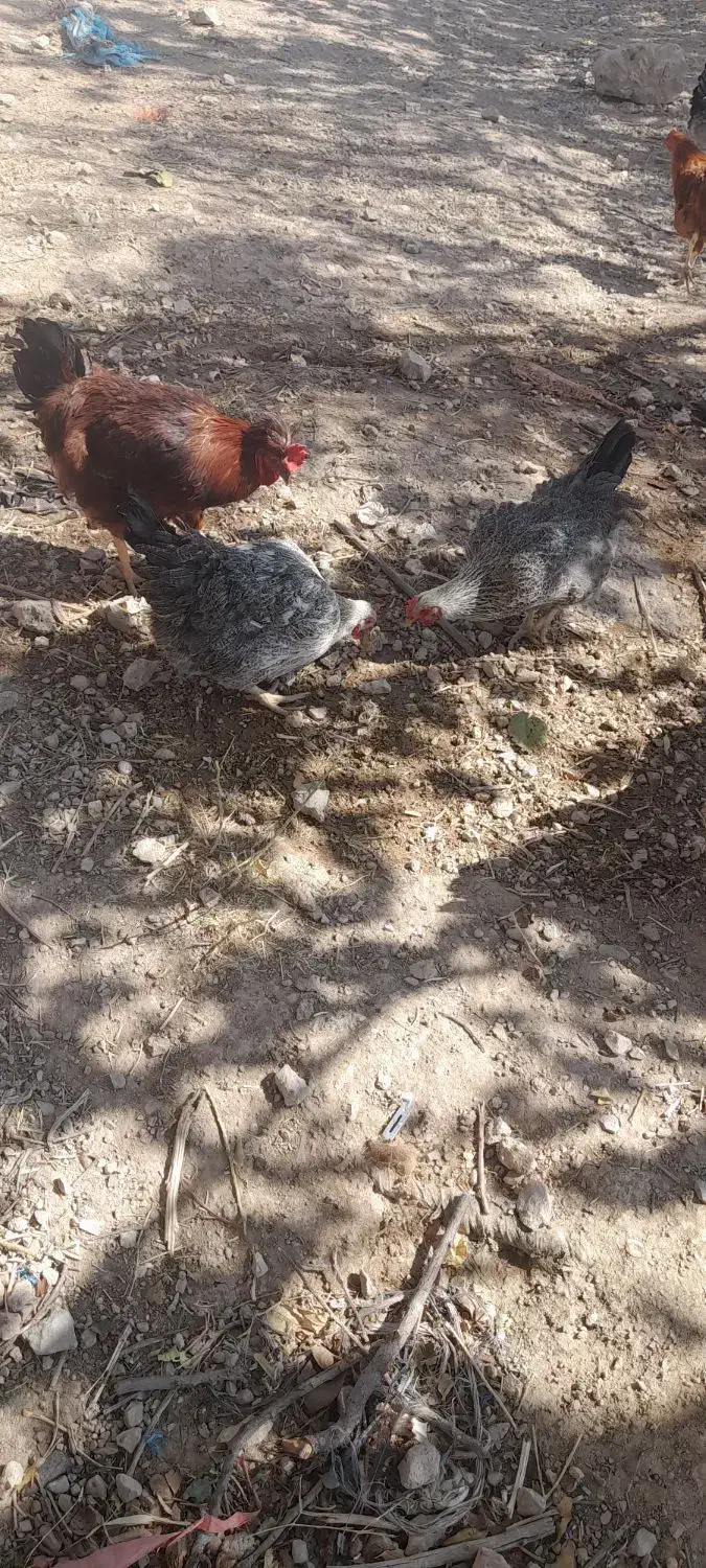 مرغ محلی|حیوانات مزرعه|مرودشت, ثبت احوال|دیوار