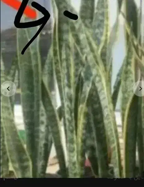 گل الوکازیو|گل و گیاه طبیعی|بروجرد, |دیوار