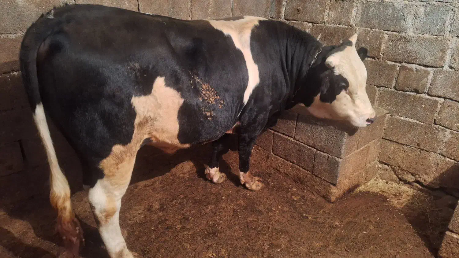 فروش یک راس گوساله نر سمینتال|حیوانات مزرعه|دینور, |دیوار