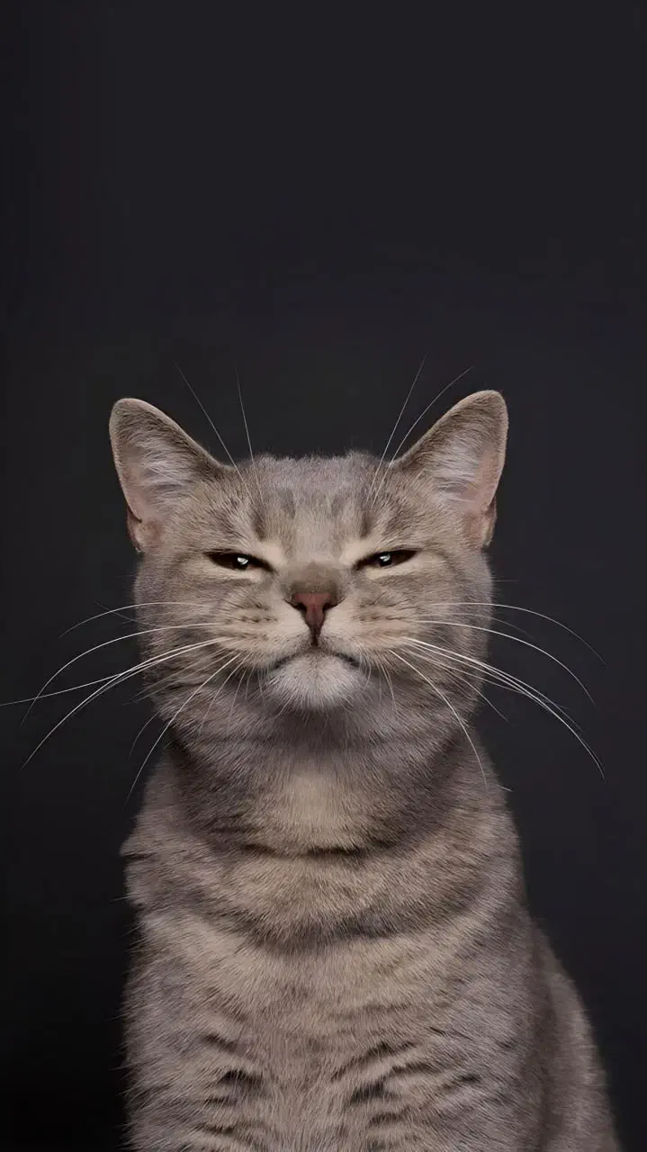 پانسیون گربه خانگی در مکانی آرام و با عشق|خدمات پیشه و مهارت|رشت, کوی مهر|دیوار