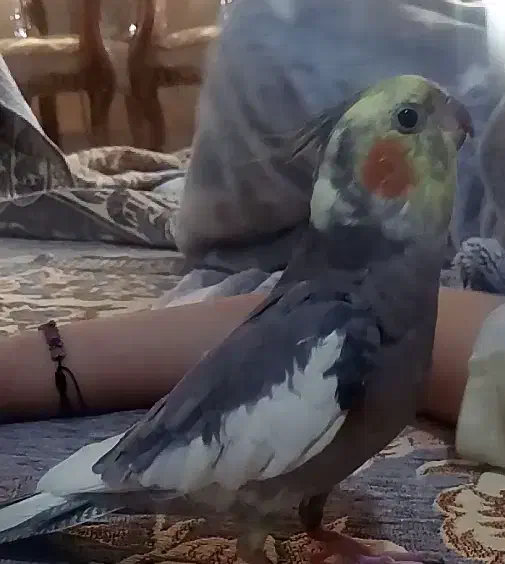 عروس هلندی گم شده|پرنده|شاهین‌شهر, خانه کارگر|دیوار