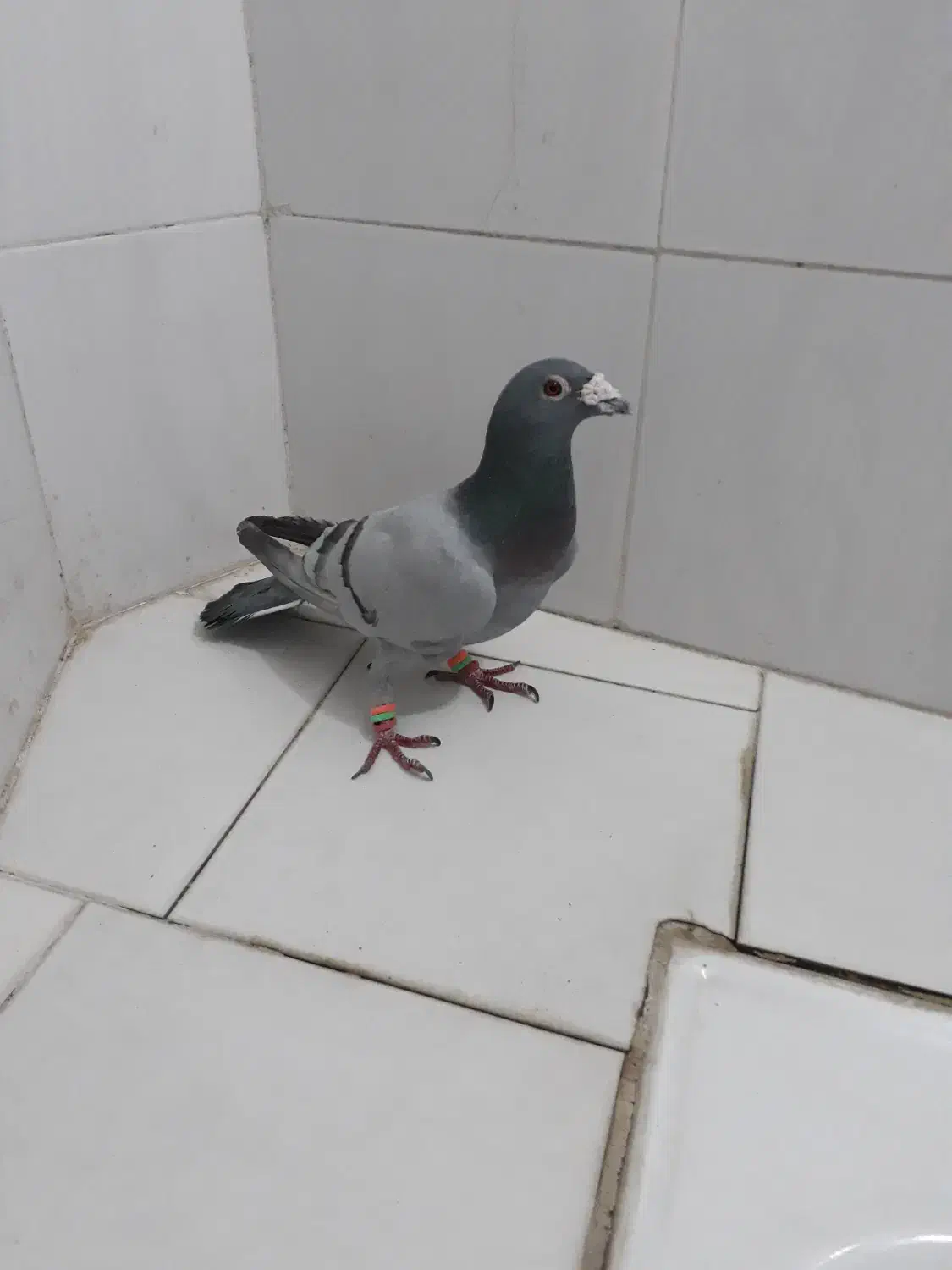 سبز ترکه|پرنده|مشهد, ویلاشهر|دیوار