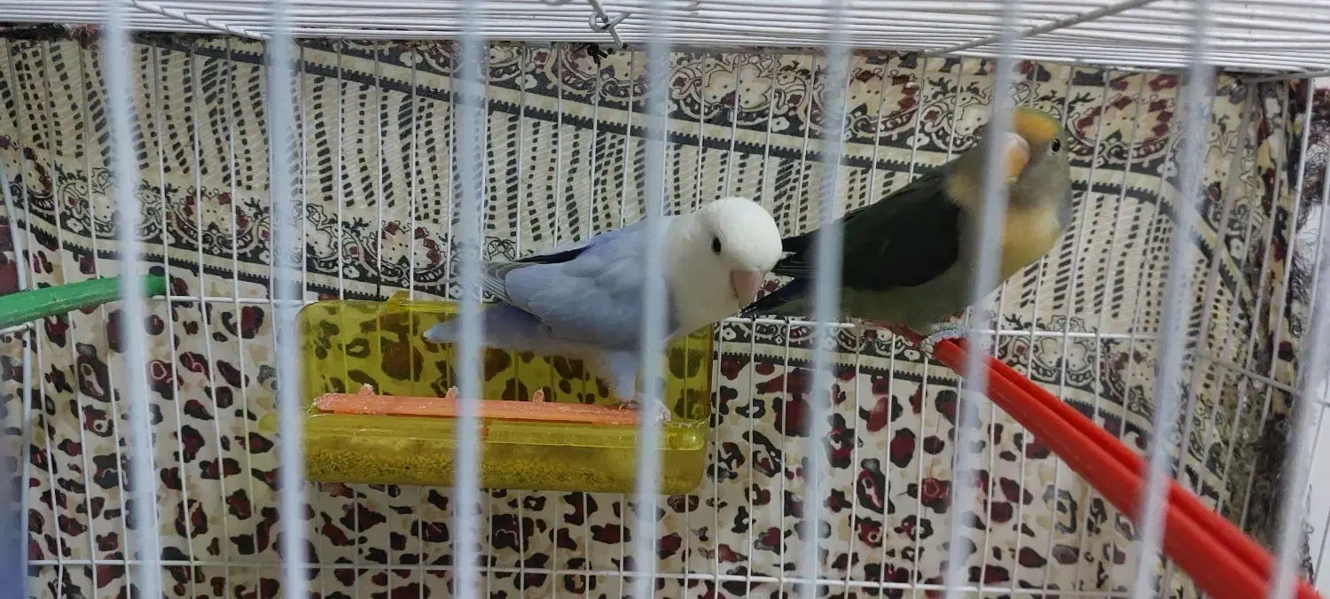 موقعیت پاکدشت|پرنده|پاکدشت, پاکدشت (مامازند)|دیوار