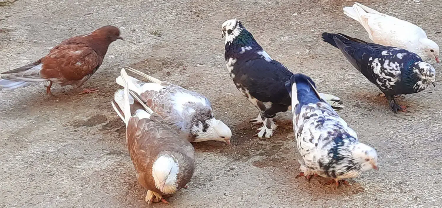 کبوتر پا پر تهرانی|پرنده|آزادشهر, |دیوار