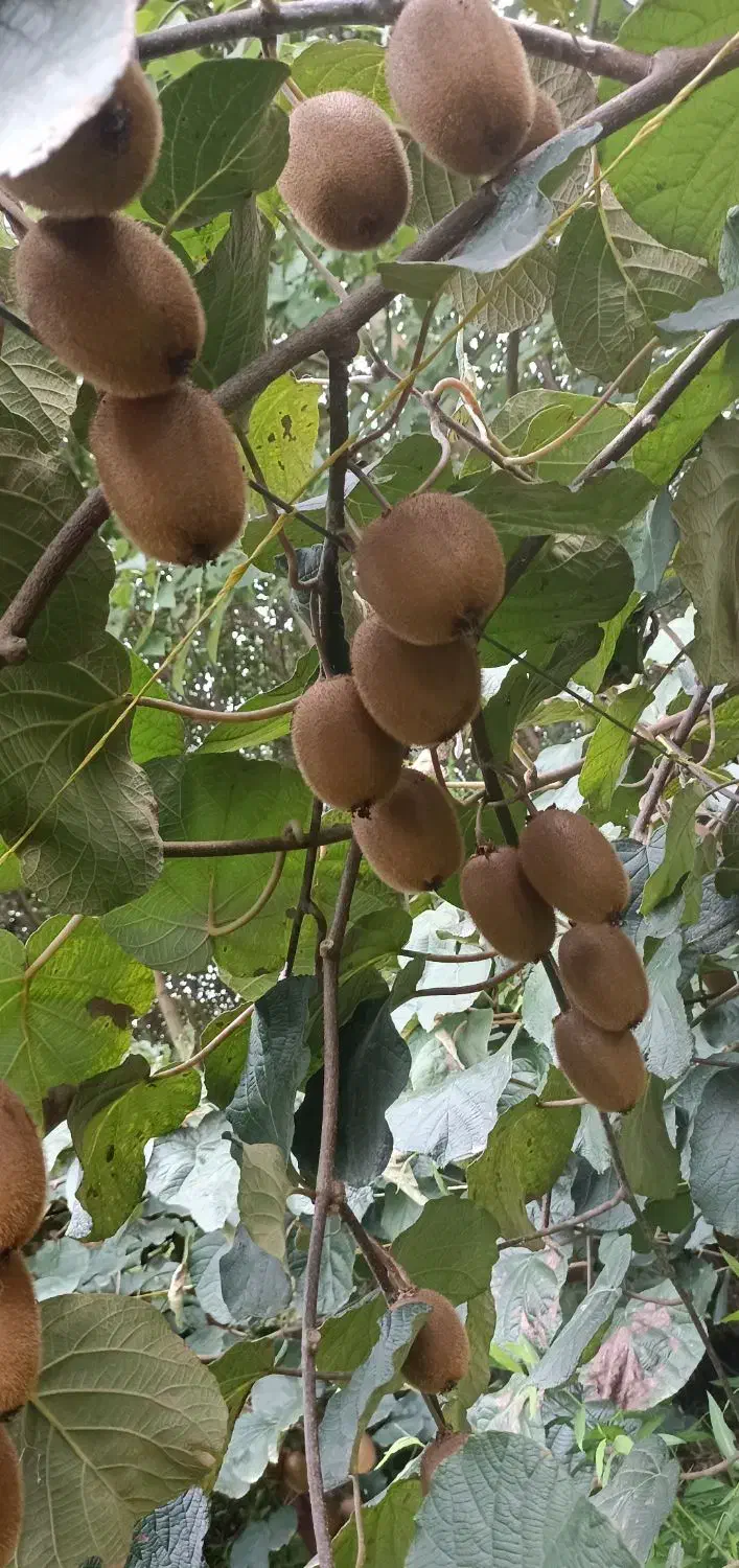 فروش کیوی درشت بالای ۹۰گرم|عمده‌فروشی|فومن, |دیوار