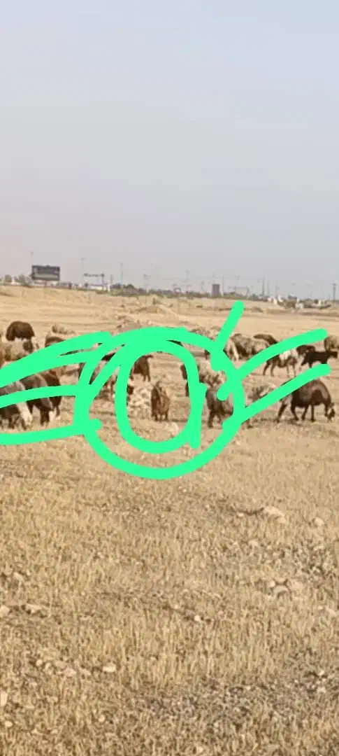 50میلیون مژدگانی|حیوانات|اندیمشک, |دیوار