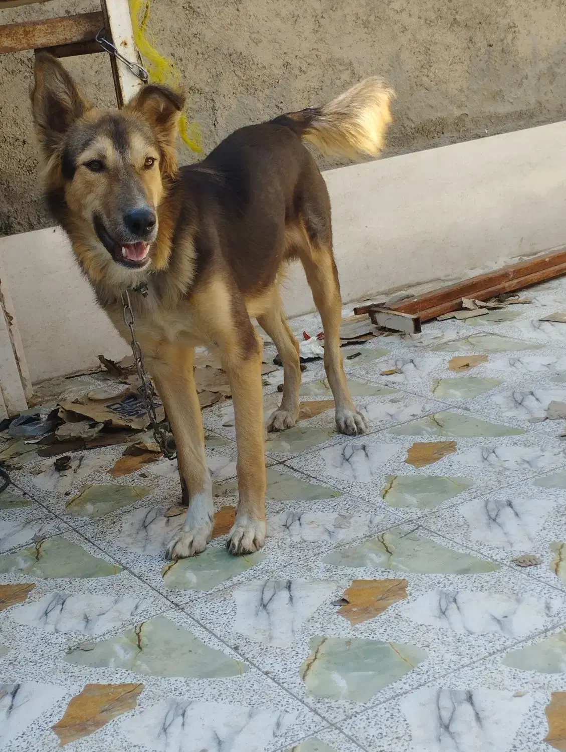 سگ ژرمن|سگ|اهواز, کوی مهدیس|دیوار