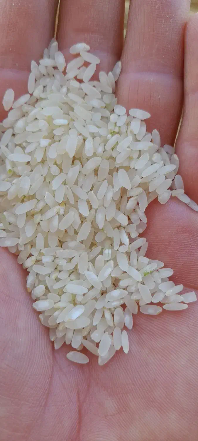 برنج درجه یک کامفیروزی|خوردنی و آشامیدنی|شیراز, شهرک فرزانگان|دیوار