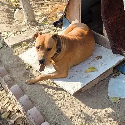 پیت بول|سگ|شهریار, بکه|دیوار