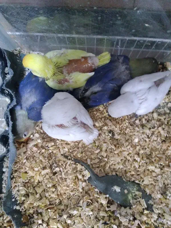 کوتوله موجود هست|پرنده|تربت جام, نظامی|دیوار