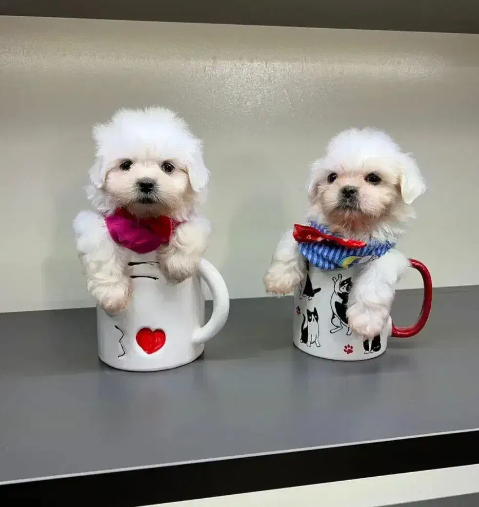 سگ پشمالو شیتزو مالتیز عروسکی سایز صفر|سگ|مشهد, مصلی (کارمندان اول)|دیوار