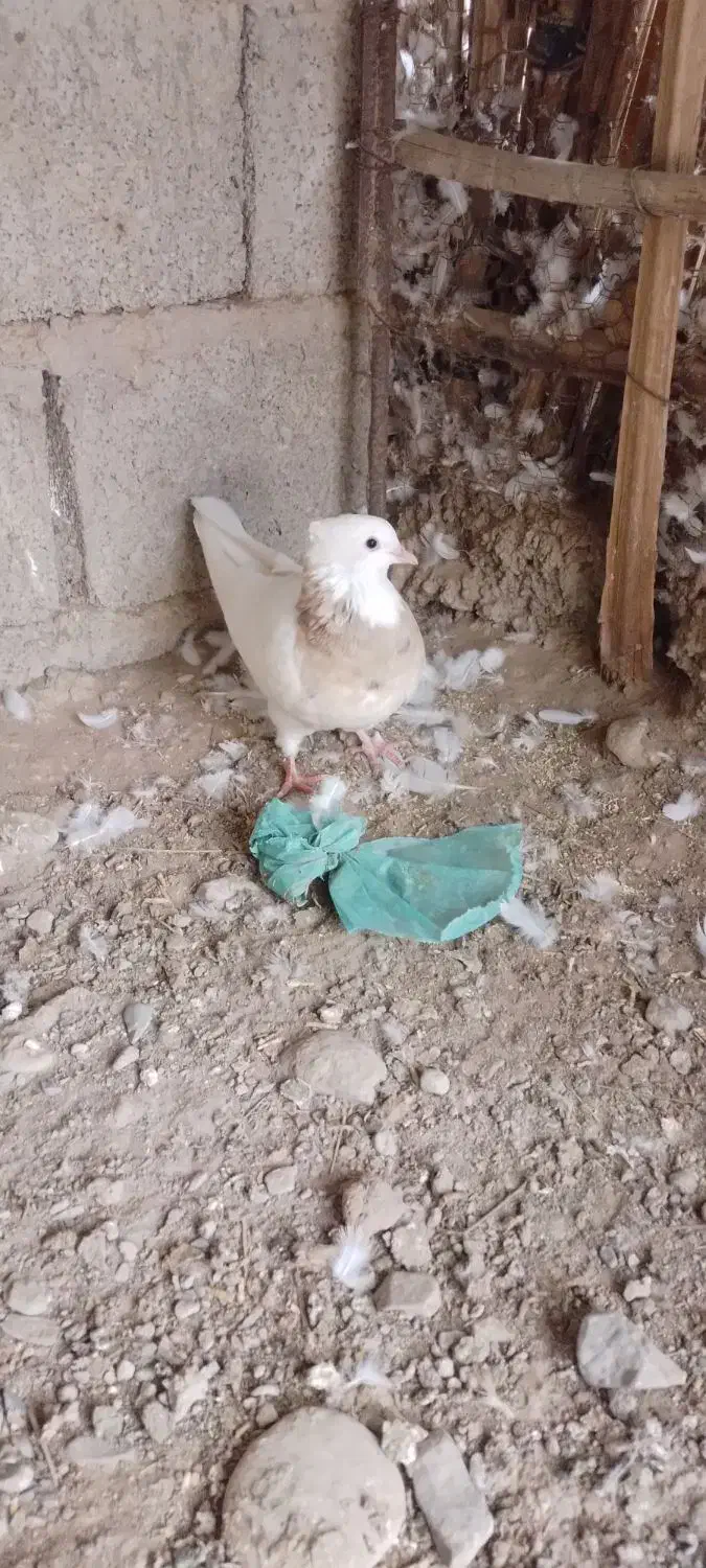 طوقی ماده|پرنده|جیرفت, |دیوار