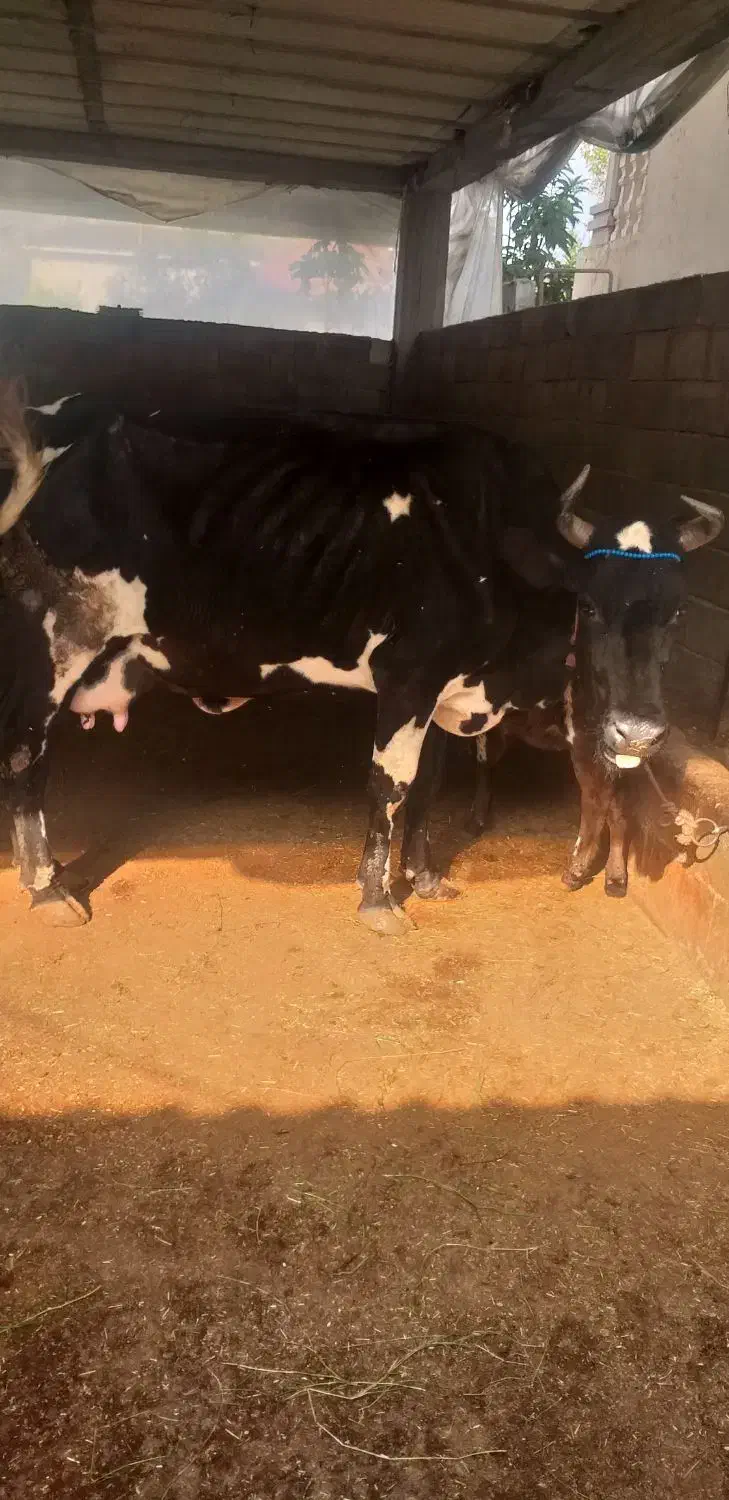 گاو دوقلو زا گوساله ها ماده|حیوانات مزرعه|چمستان, |دیوار