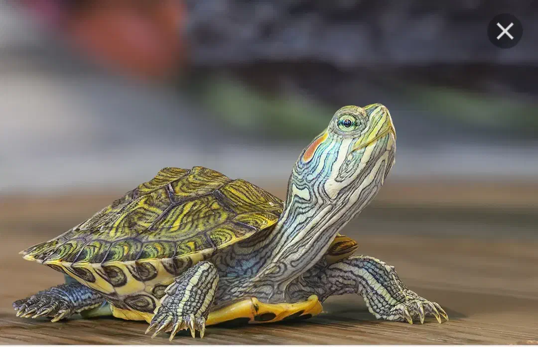 ماهی سرای نیشابور|ماهی|نیشابور, دارایی|دیوار