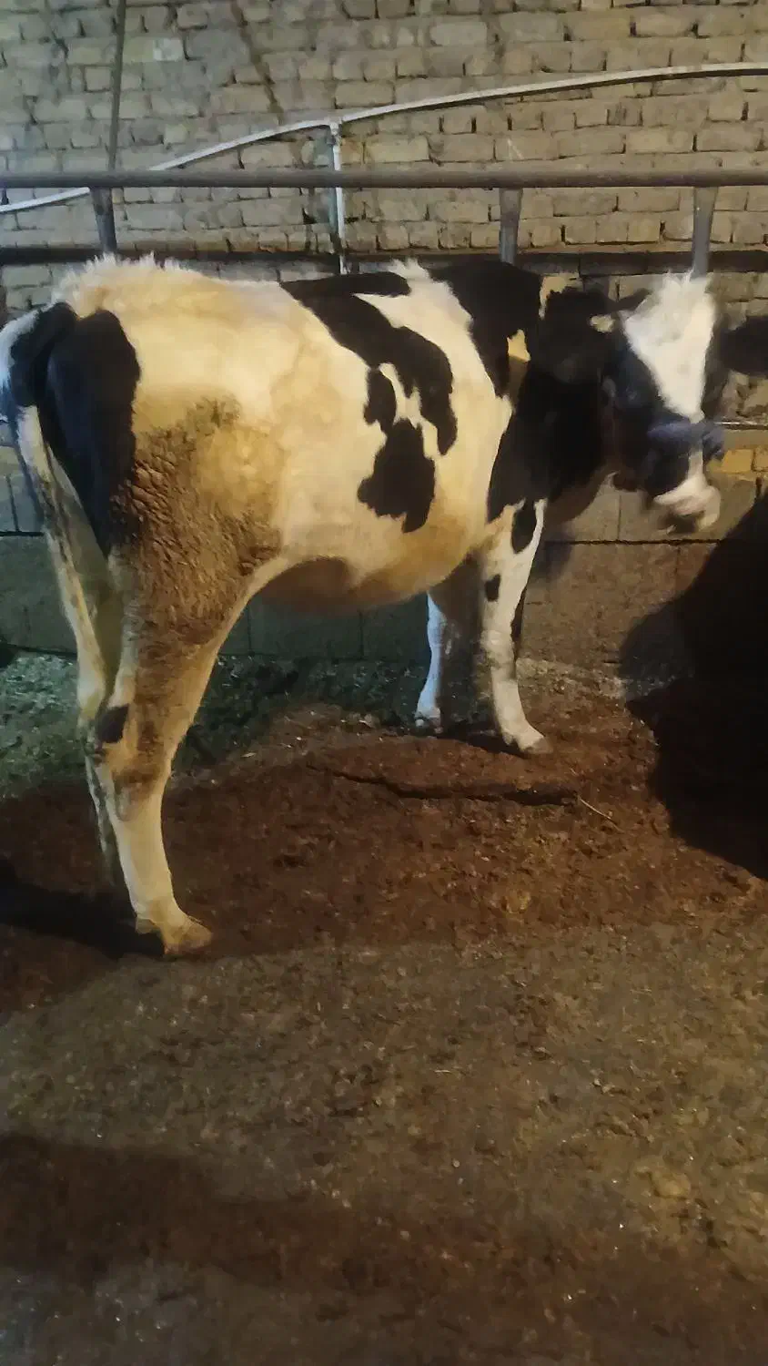 گوساله ابستن|حیوانات مزرعه|داران, |دیوار