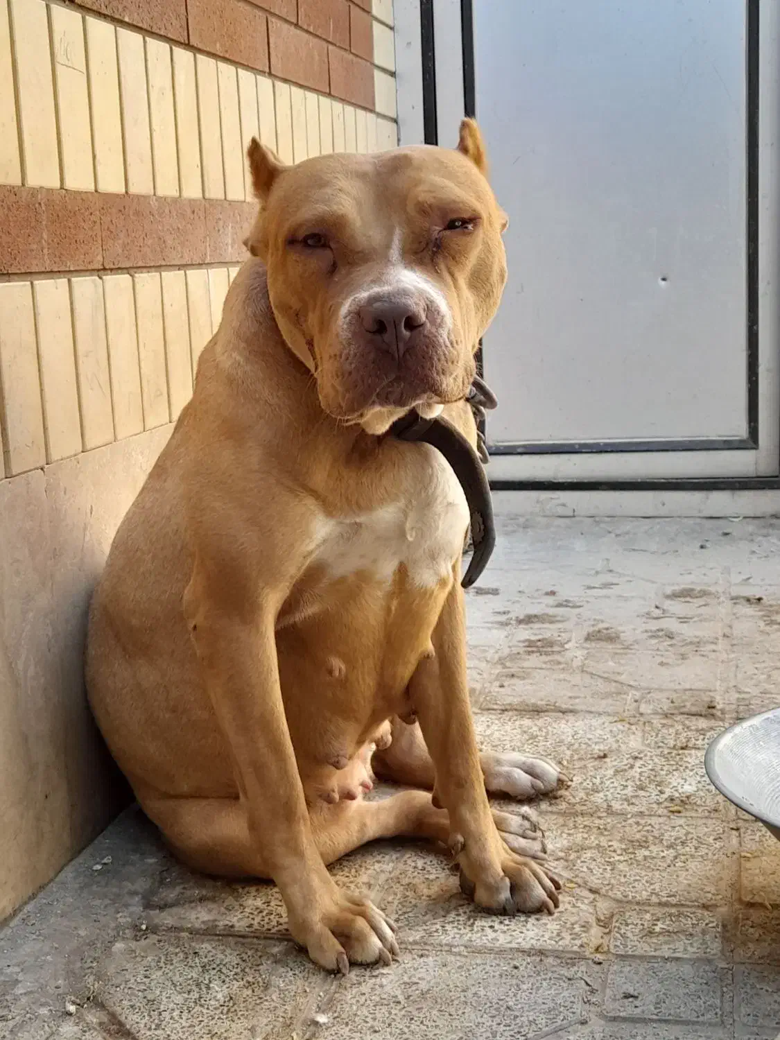 پیتبول ماده۲ساله|سگ|کرمان, |دیوار