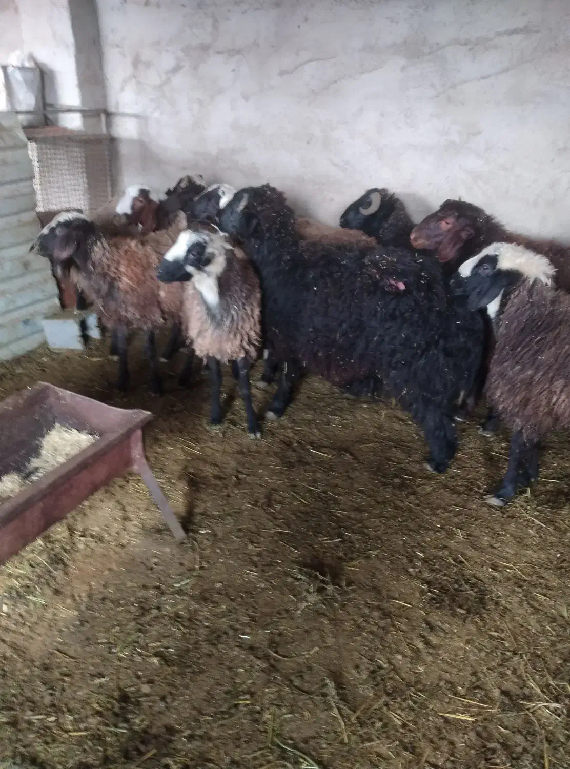 بره نر|حیوانات مزرعه|جوادآباد, |دیوار