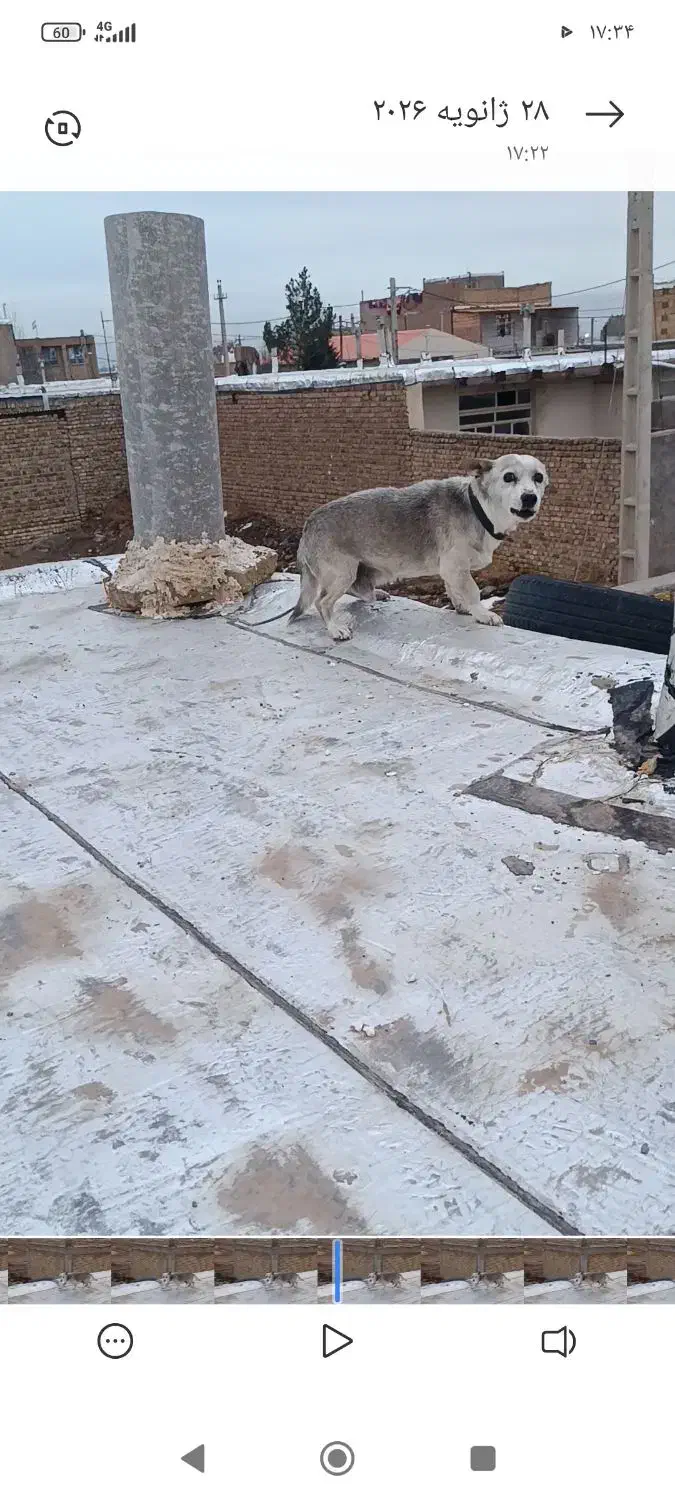 حیوانات|سگ|قزوین, |دیوار