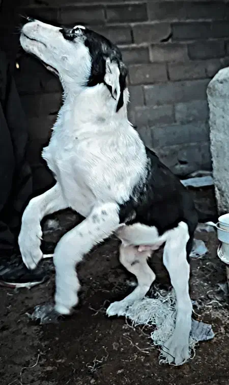 سگ دورگه پیتبول سرابی|سگ|کرمانشاه, |دیوار