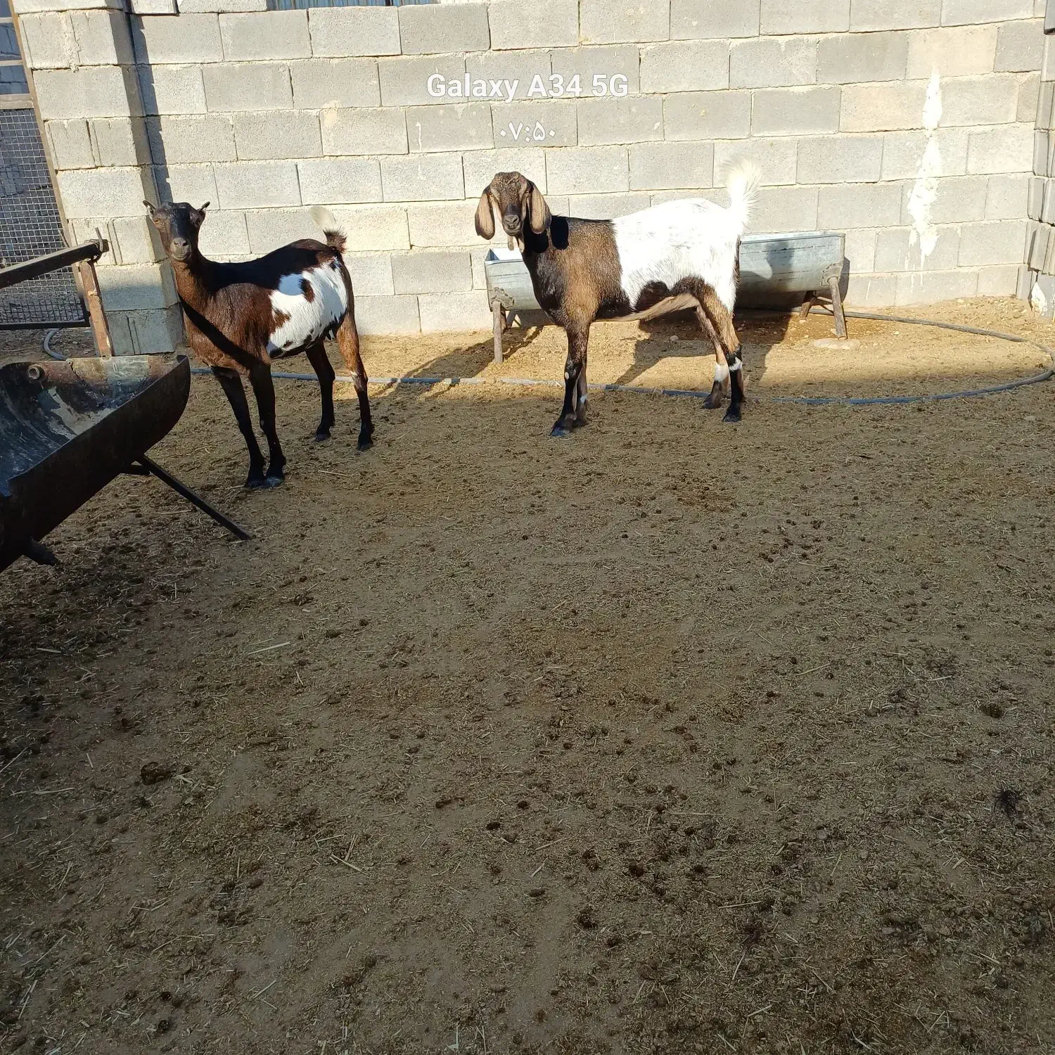 بز بندری|حیوانات مزرعه|جهرم, |دیوار