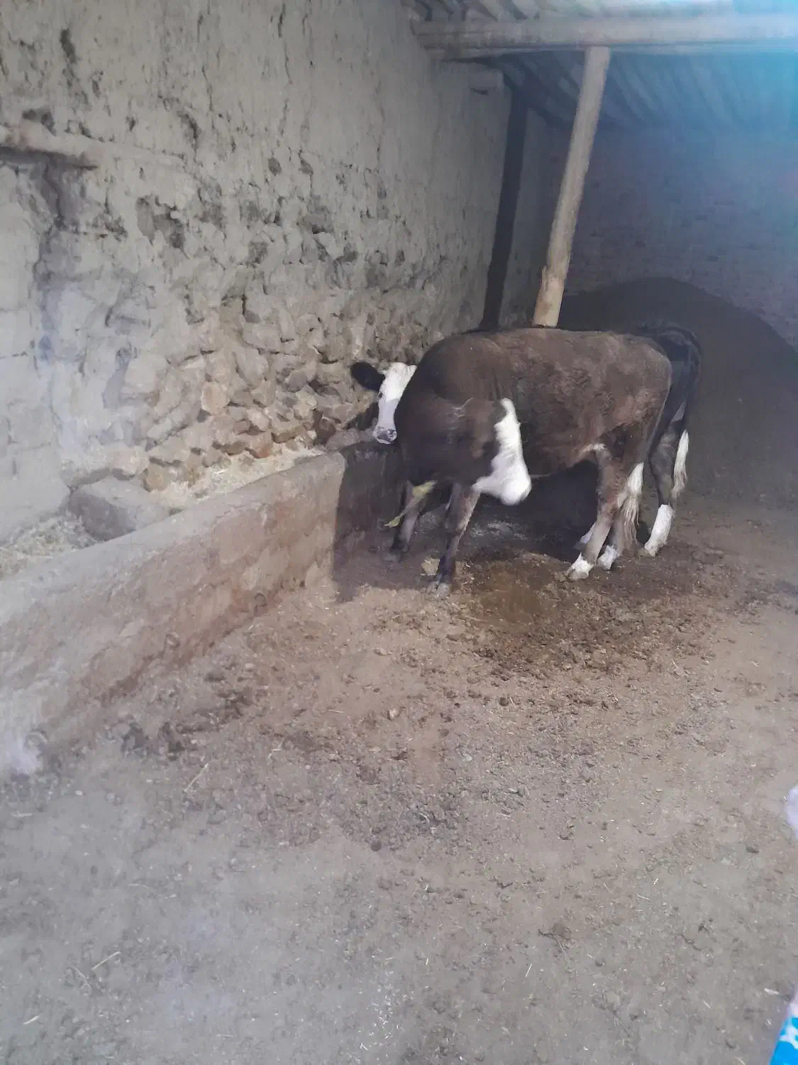 فروش تلیسه ماده|حیوانات مزرعه|محمدبار, |دیوار