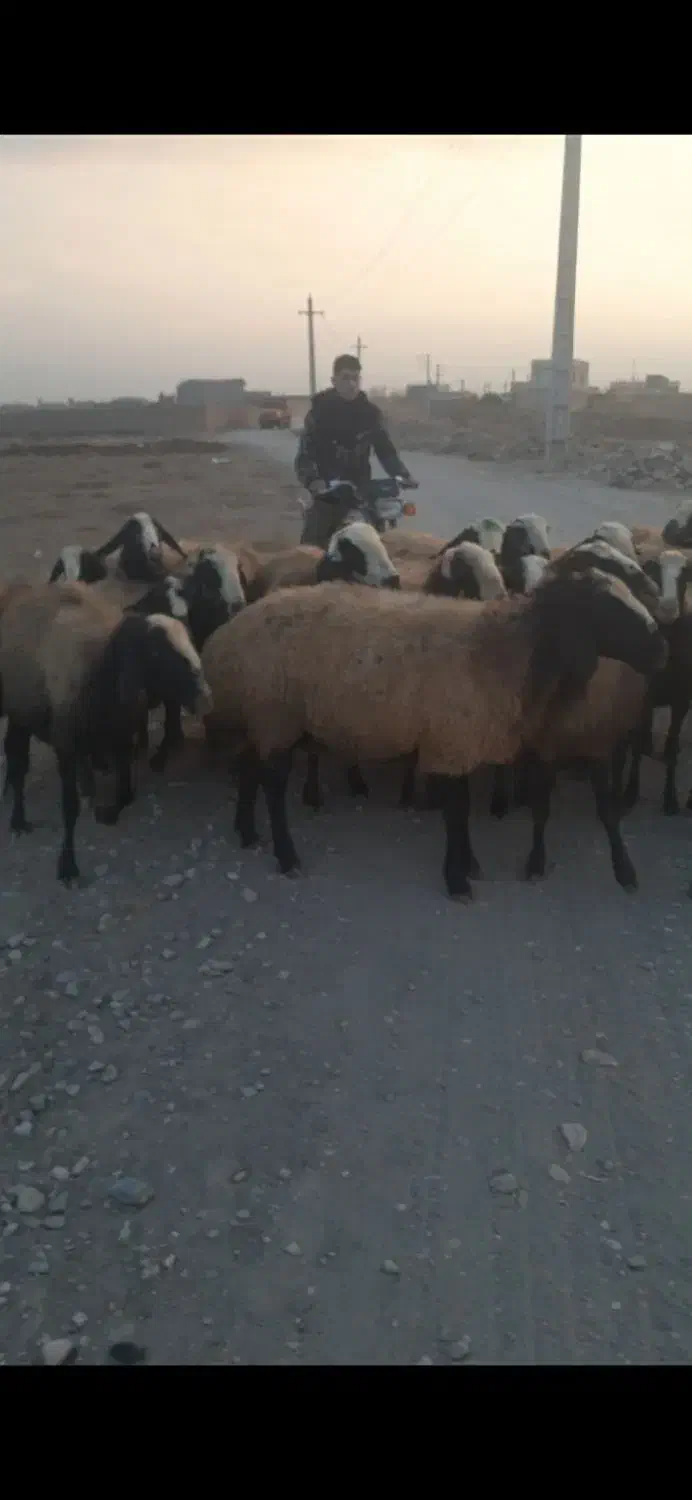 میش اصیل چا|حیوانات مزرعه|اسفرورین, |دیوار