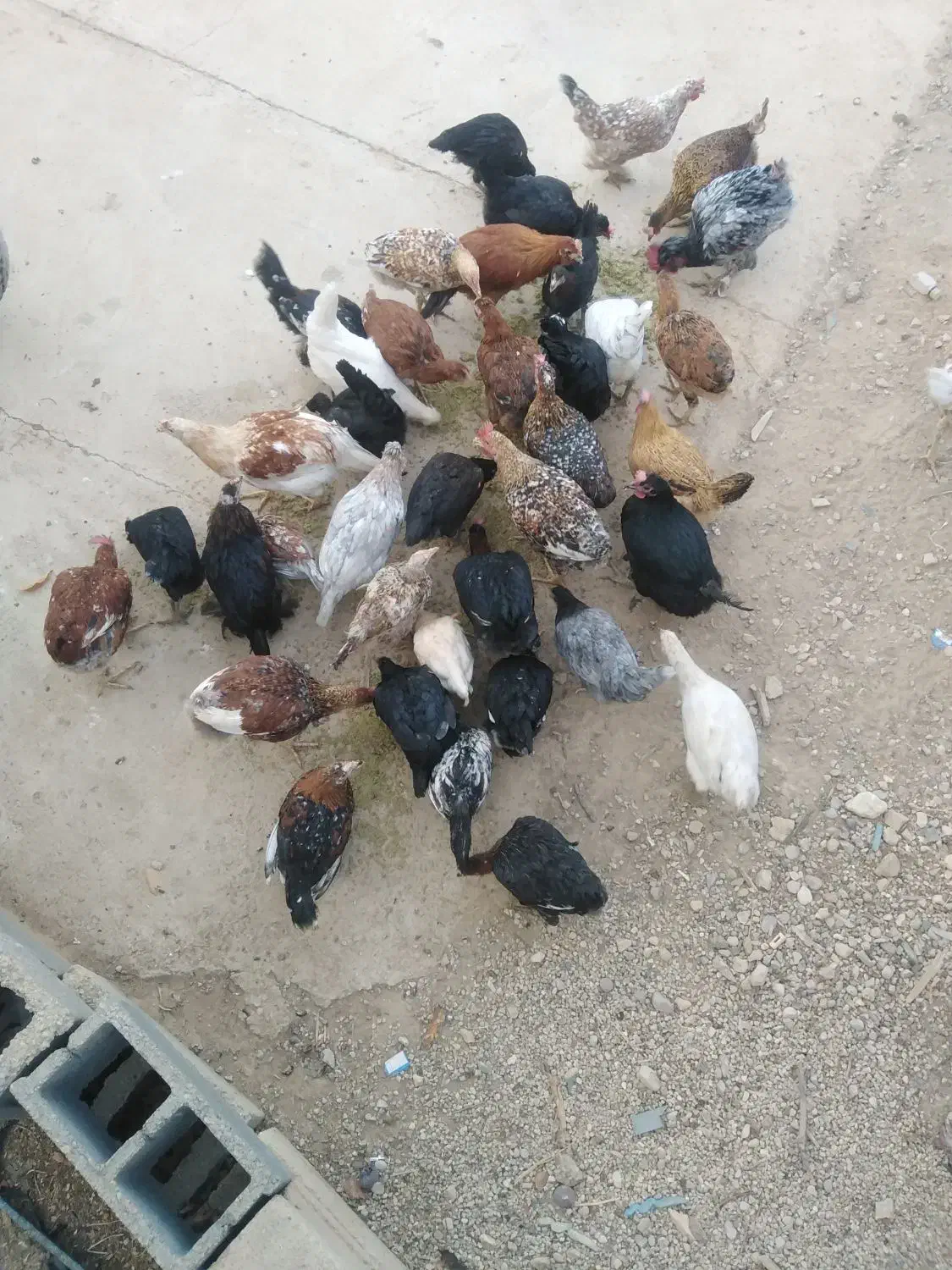 فروش 50 عدد مرغ و خروس و باری محلی|حیوانات مزرعه|کامفیروز, |دیوار