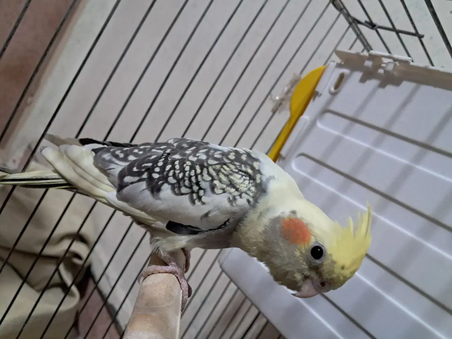 جوجه عروس هلندی|پرنده|اسلامشهر, مطهری|دیوار