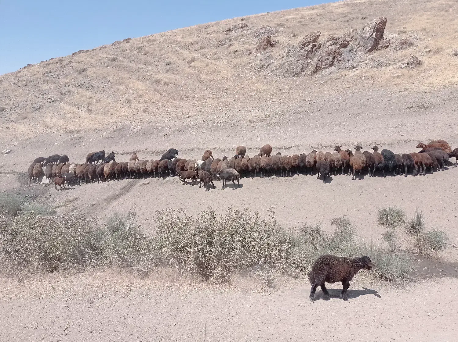 یک راس بز جوان|حیوانات مزرعه|هشترود, |دیوار