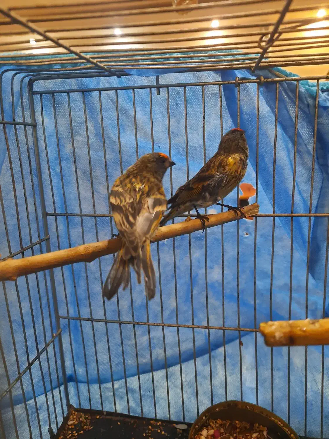 گلبسر نر خرم اباد|پرنده|فردیس, شهرک راه آهن|دیوار