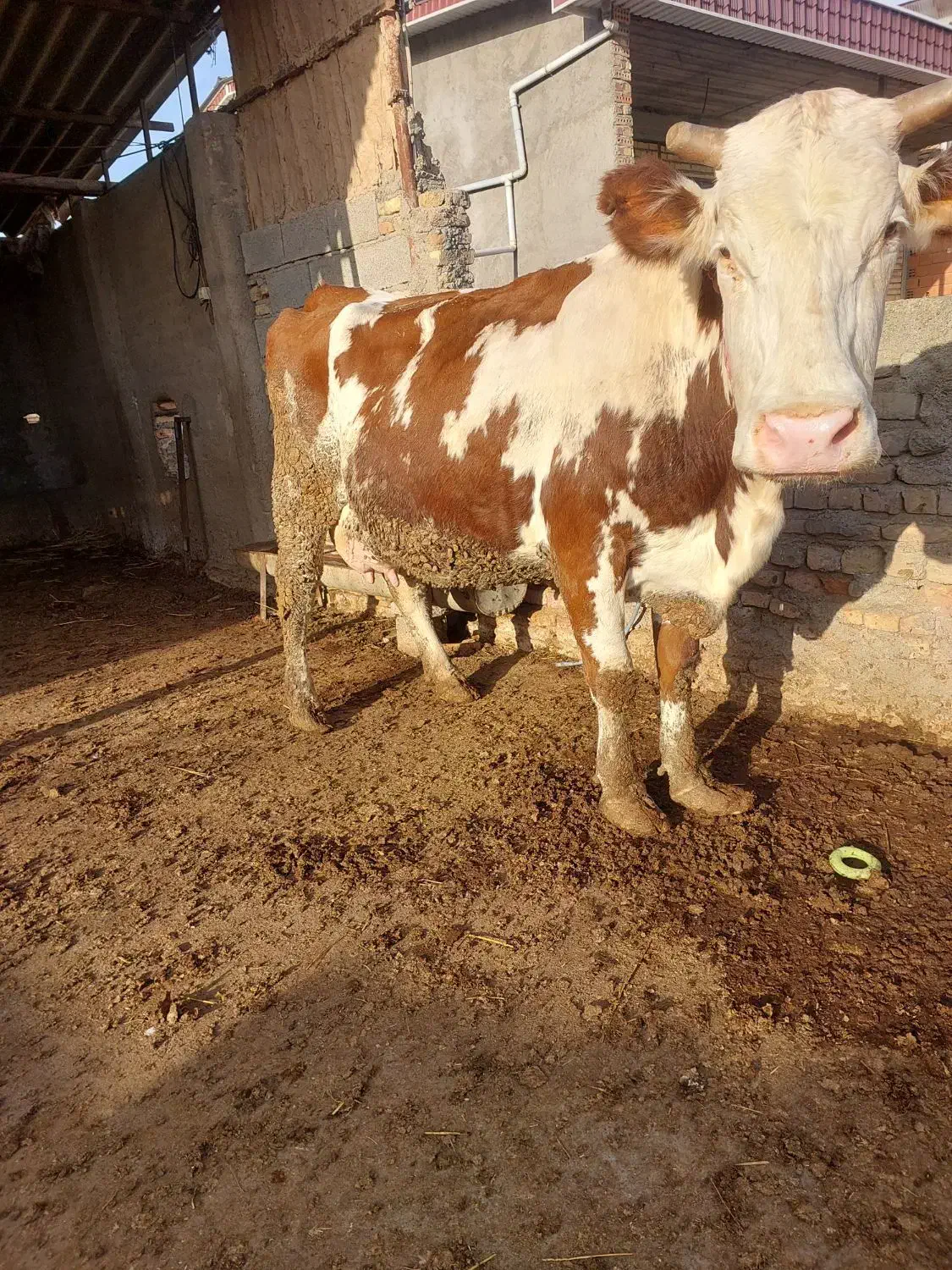 گاو شیری|حیوانات مزرعه|سیمین شهر, |دیوار