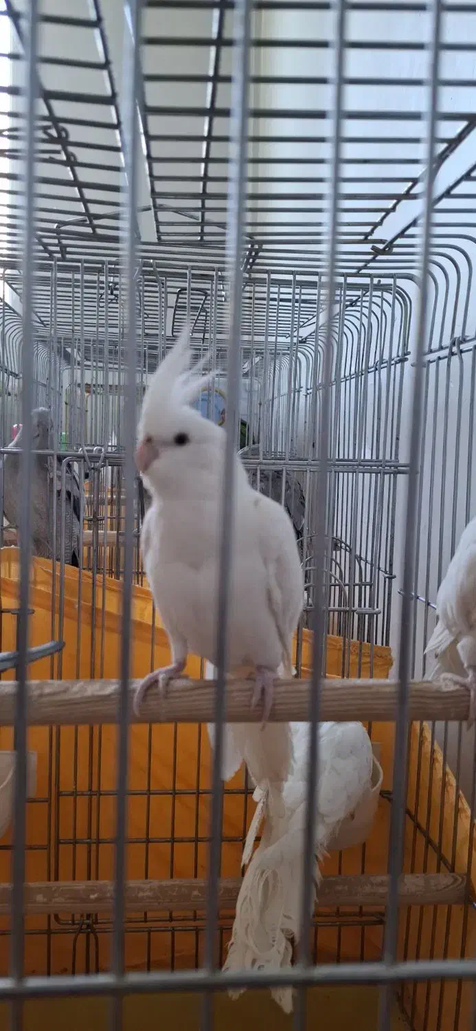 البینو ماده ۱۳ ماهه مست و اماده|پرنده|تهران, نازی‌آباد|دیوار