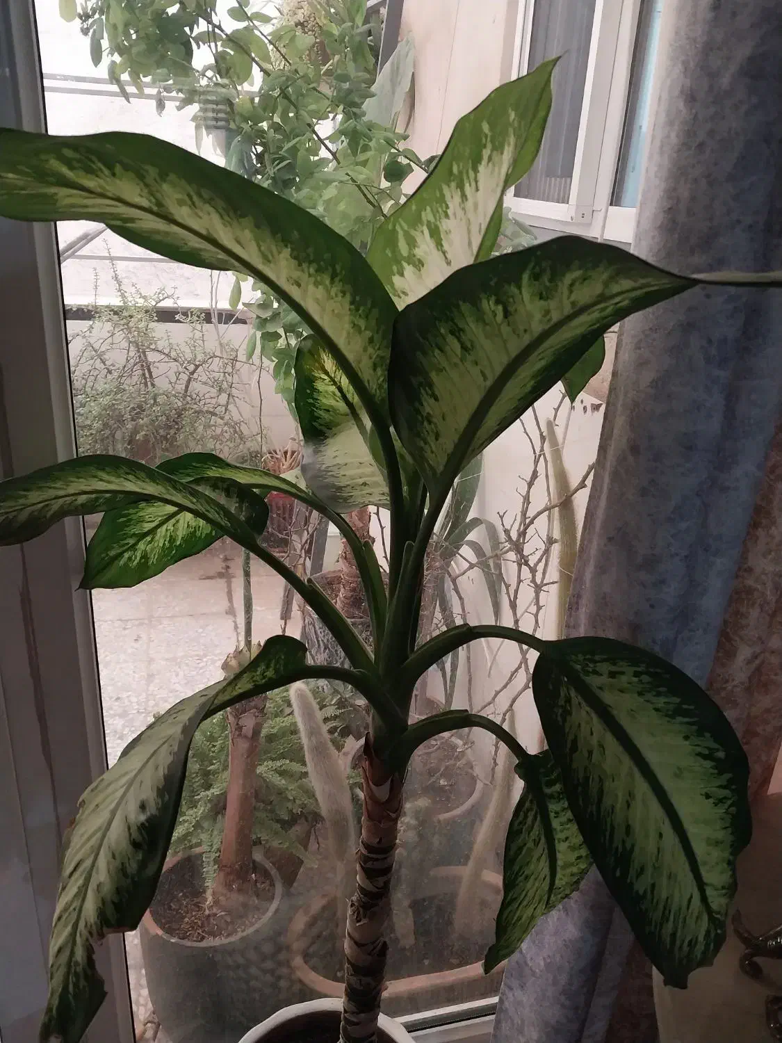 دیفن باخیا همراه گلدان سفالی|گل و گیاه طبیعی|اسلامشهر, شهرک محمدیه|دیوار