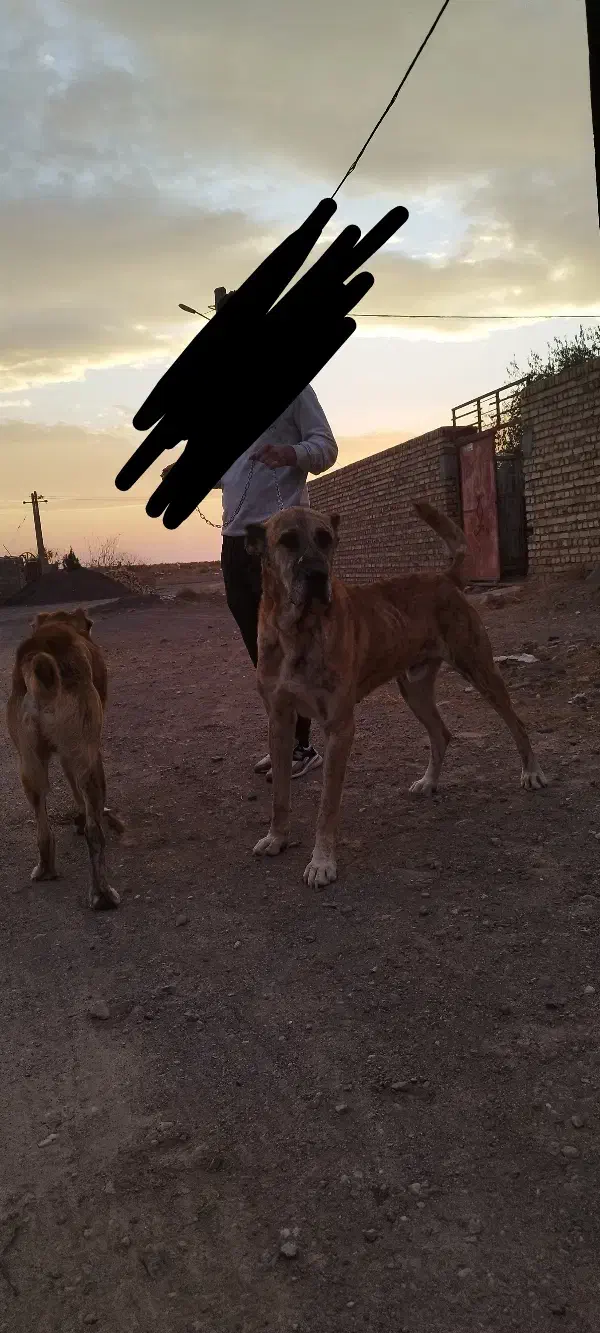 سگ رمه گی|سگ|تربت جام, شهرک آزادگان|دیوار