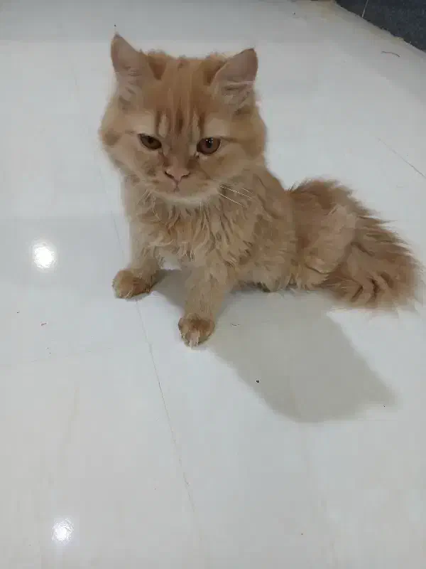 گربه نژاد دارپرشین بیرتیش هستن شش ماهه ویک ساله|گربه|مرند, |دیوار