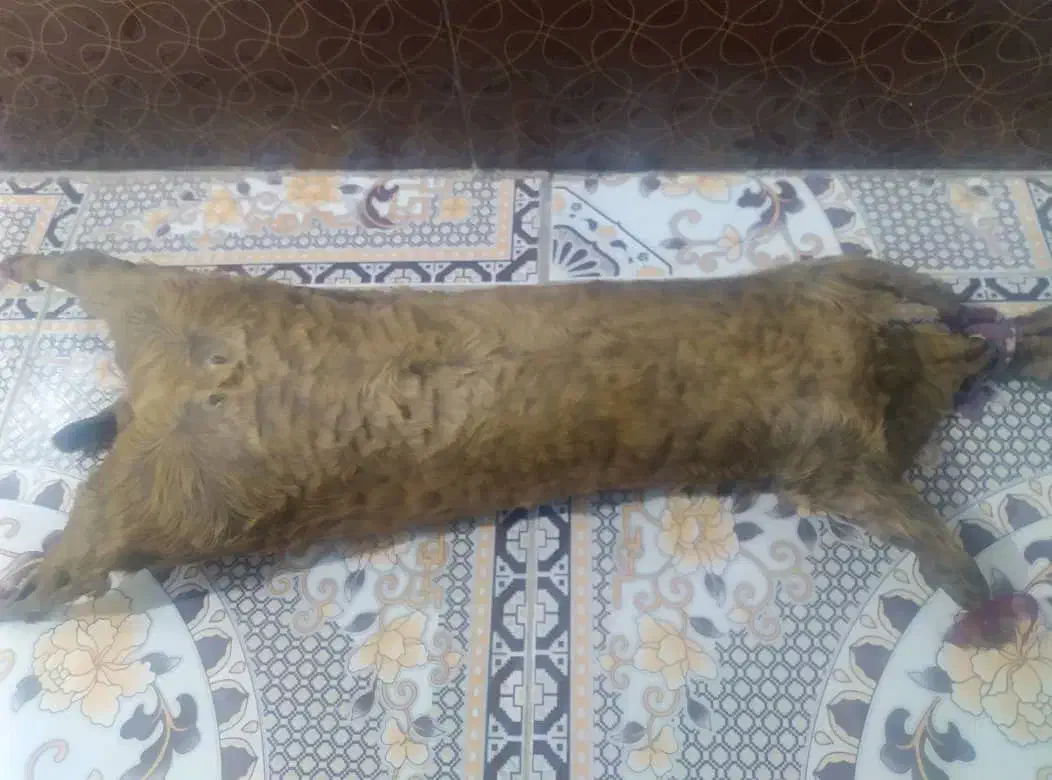 هیزه|ظروف نگهدارنده، پلاستیکی، یک‌بارمصرف|آبدانان, |دیوار