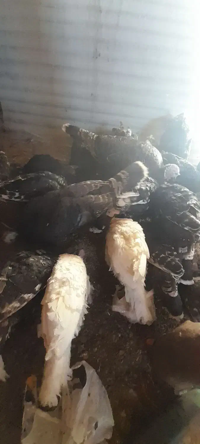 قوقلمون|حیوانات مزرعه|میانه, |دیوار