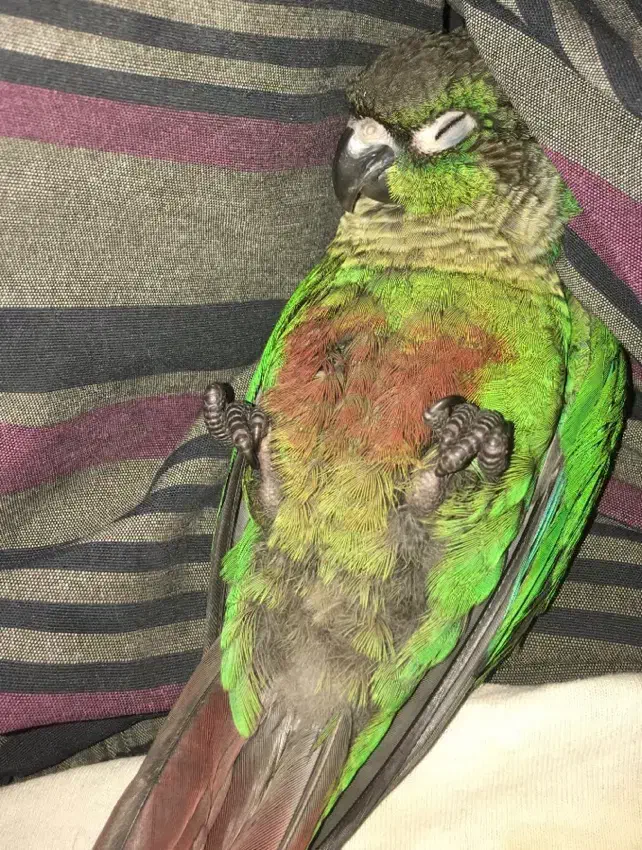 گمشده پرنده گرینچیک|حیوانات|یزد, |دیوار