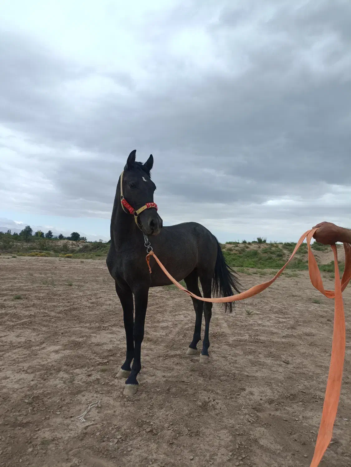 کره نریان ۱۷ ماهه|اسب و تجهیزات اسبسواری|مرند, |دیوار