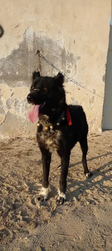 سگ گله ای|سگ|نورآباد ممسنی, |دیوار