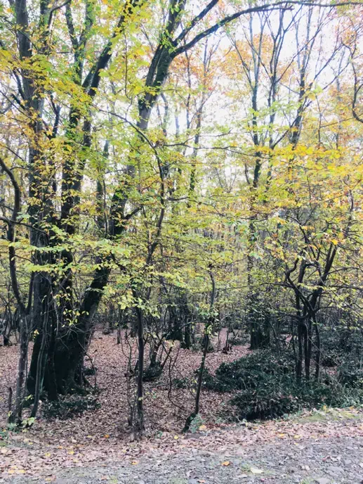 زمین جنگلی منظره کوهستان جاده رشت تهران|فروش زمین و ملک کلنگی|رشت, گیل|دیوار