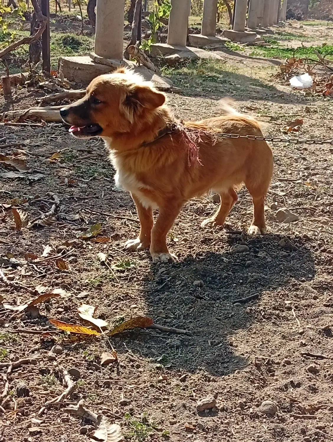 سگ پاکوتاه|سگ|قزوین, |دیوار