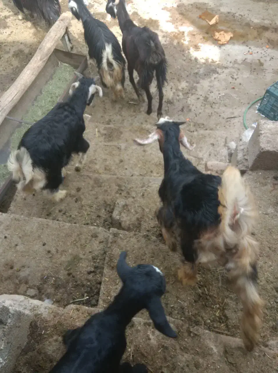 بز زاییده|حیوانات مزرعه|بهبهان, |دیوار