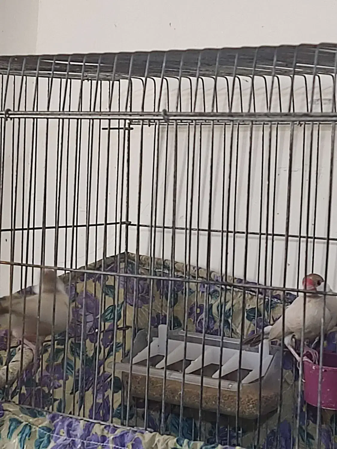 فنچ مصری شکلاتی|پرنده|کازرون, |دیوار